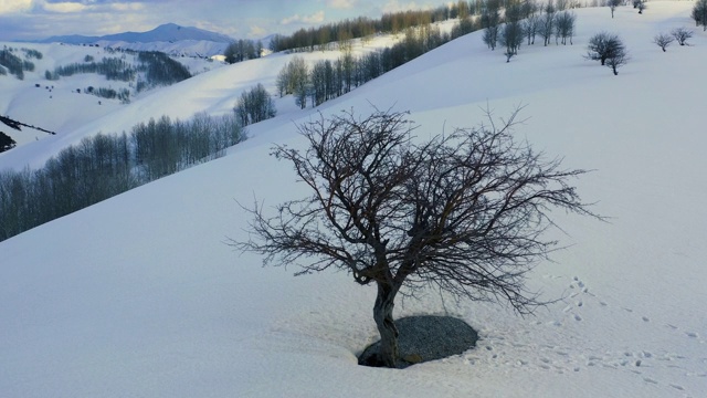 单棵树在雪山山顶的场景无人机视图视频素材