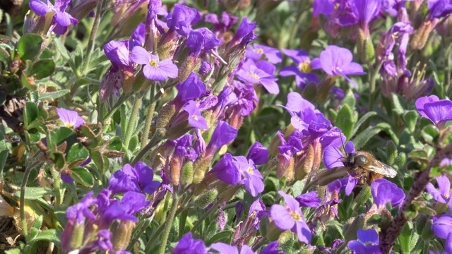 野生蜜蜂觅食视频素材