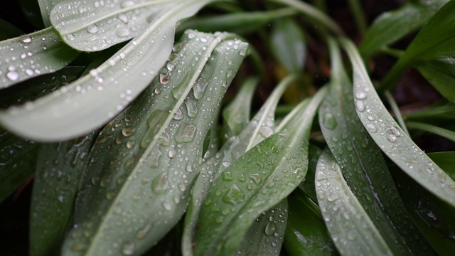 观看视频。雨滴在树叶间，缓缓地移动。视频素材