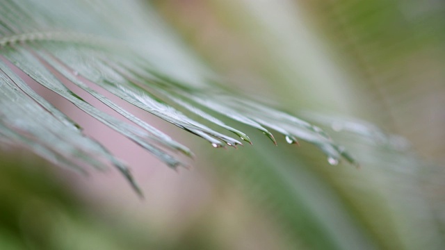 观看视频。雨滴在树叶间，缓缓地移动。视频素材