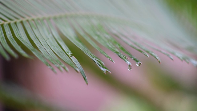 观看视频。雨滴在树叶间，缓缓地移动。视频素材