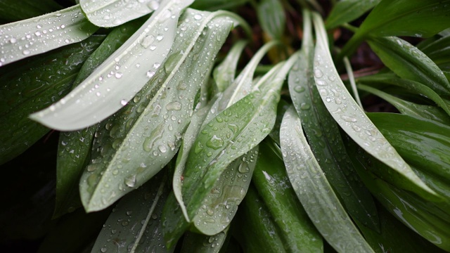 观看视频。雨滴在树叶间，缓缓地移动。视频素材