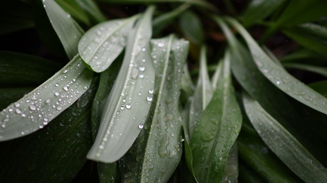 观看视频。雨滴在树叶间，缓缓地移动。视频素材