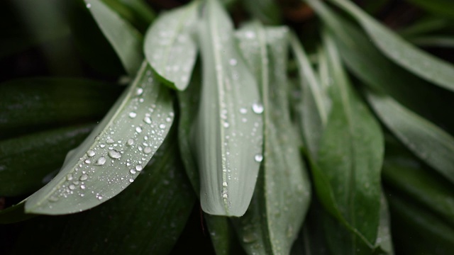 观看视频。雨滴在树叶间，缓缓地移动。视频素材