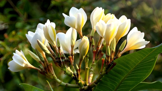 白色的花朵plumeria视频素材