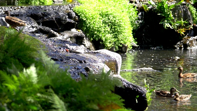 水在池塘里流动，慢镜头180帧/秒视频素材