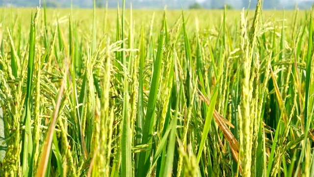 泰国乡村夏日清晨的有机茉莉稻田近景视频素材