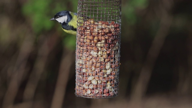 大山雀(Parus Major)喂鸟视频下载