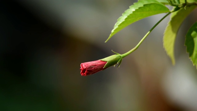 红色的花开了一些叶子和绿色的茎在早晨在花园里视频素材