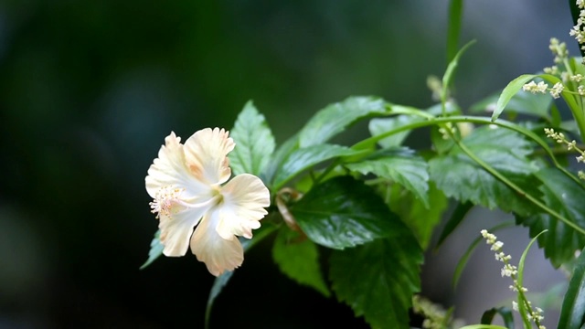 白色的花开着一些叶子和绿色的茎在早晨在花园里视频素材