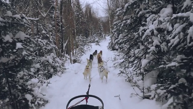 乘坐雪橇狗视频素材