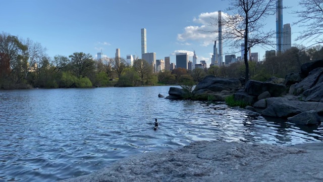 以城市为背景的中央公园的湖景视频素材