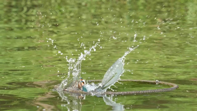 翠鸟(Alcedo atthis)潜入水中，抓住一条鱼，然后飞走的特写镜头，超级慢镜头。视频素材