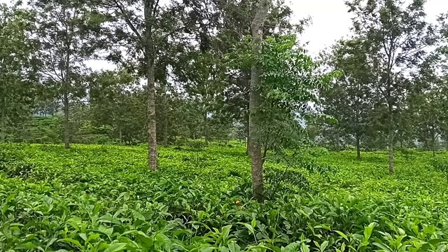 青山上的茶叶视频素材