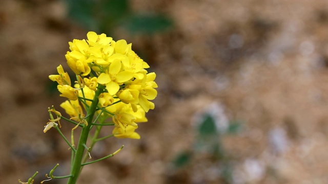 油菜花在风中摇曳视频素材