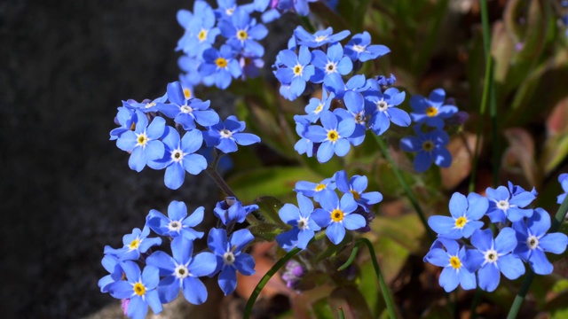 森林勿忘我(Myosotis sylvatica)视频素材