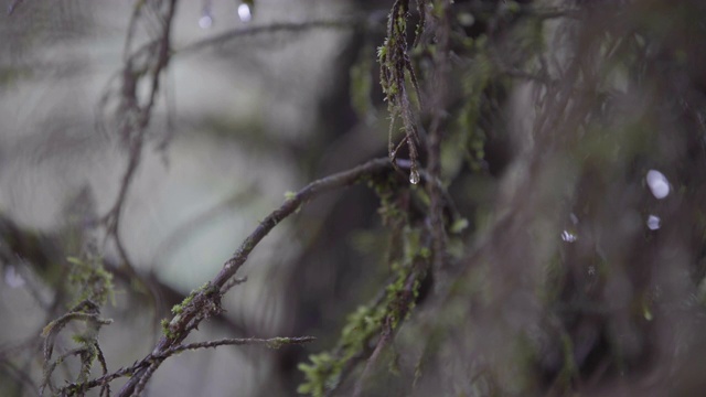 露水的细节视频素材