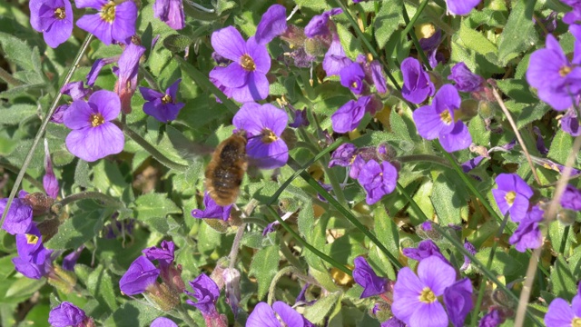 野生蜜蜂觅食视频素材