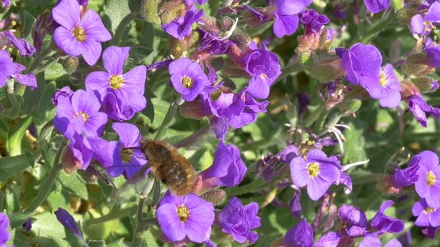 野生蜜蜂觅食视频素材