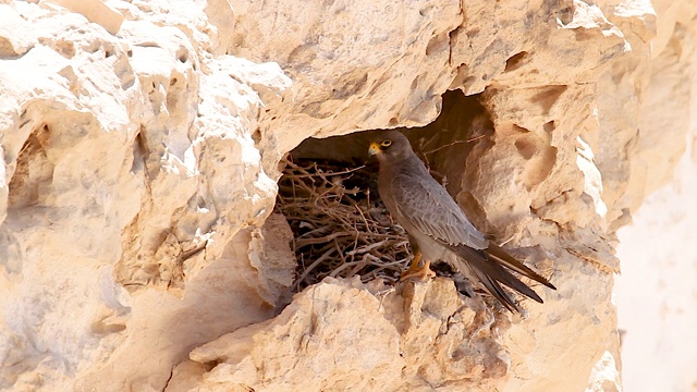 黑隼(Falco concolor)视频素材