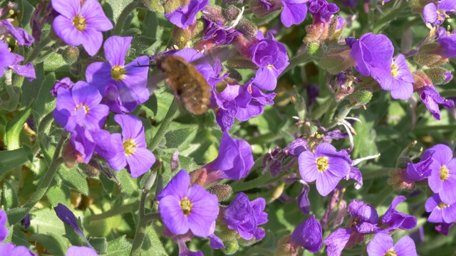 野生蜜蜂觅食视频素材