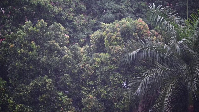 下雨的日子与高角度的视野背景失去焦点，繁忙的高速公路汽车通过与树木沿道路视频素材