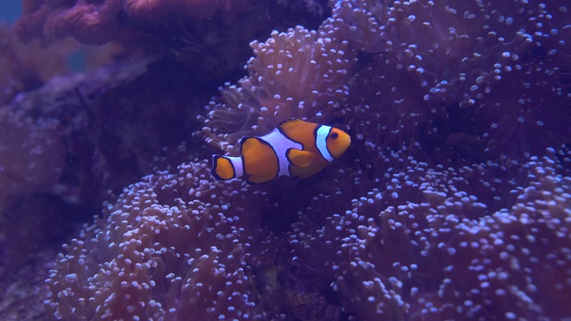 水族馆展示的美丽海鱼。视频素材