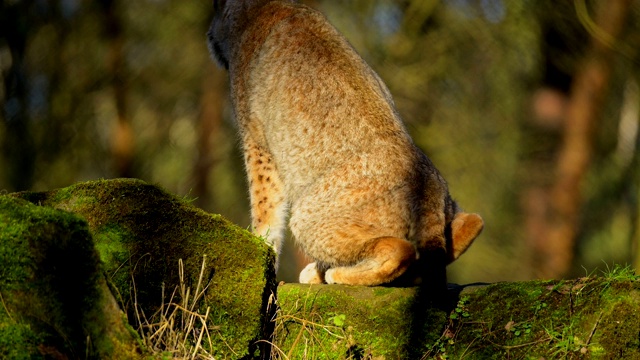 欧洲山猫;猞猁，躺在森林里视频素材