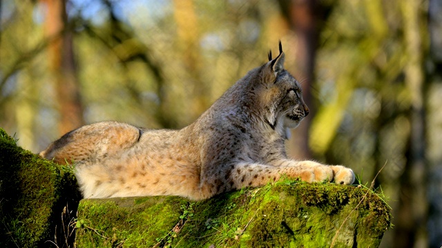 欧洲山猫;猞猁，躺在森林里视频素材