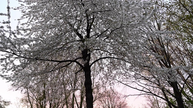 春天樱花(Prunus Cerasus)日落时的Pan运动。柏林。德国视频素材