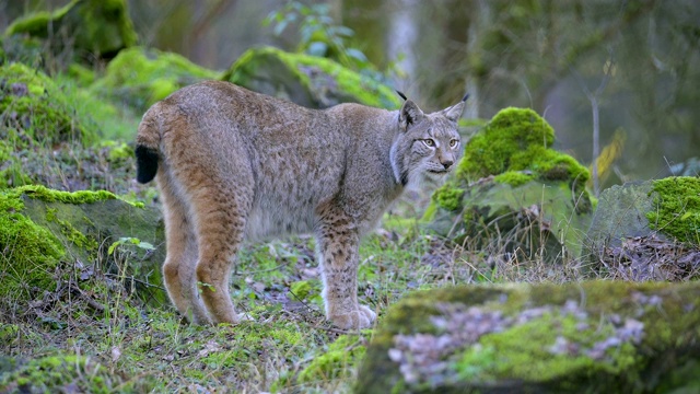 欧洲山猫;山猫，在森林里视频素材