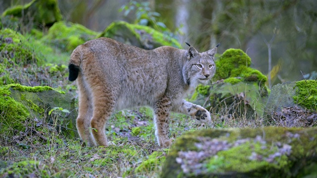 欧洲山猫;山猫，在森林里视频素材