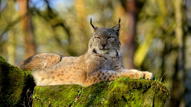 欧洲山猫;猞猁，躺在森林里视频素材