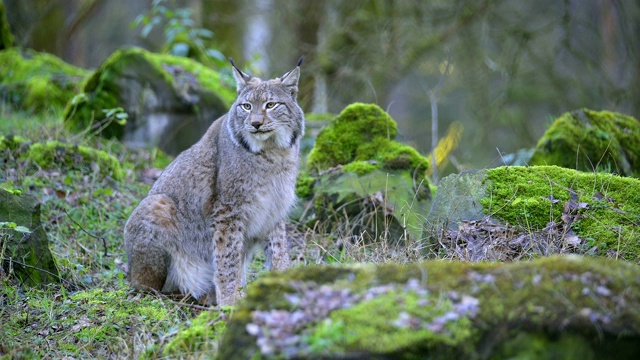 欧洲山猫;山猫，在森林里视频素材