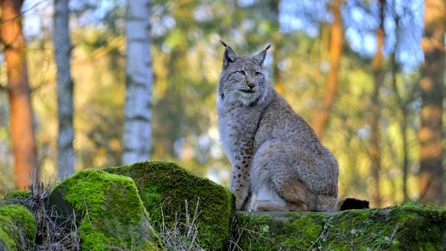 欧洲山猫;山猫，在森林里视频素材