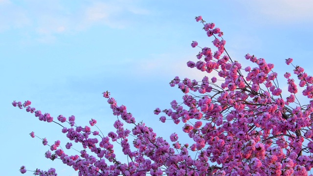 春天樱花盛开，天空湛蓝视频素材