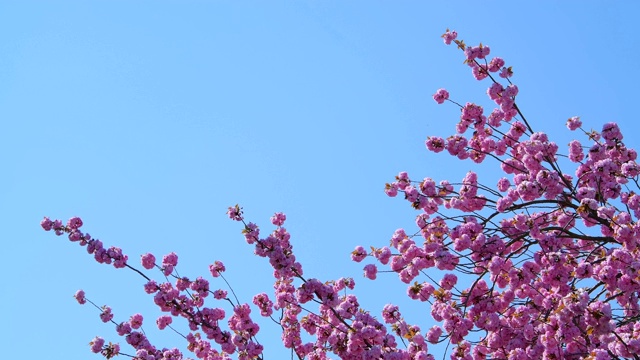 春天樱花盛开，天空湛蓝视频素材