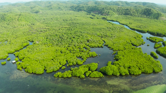 红树林和河流鸟瞰图视频素材