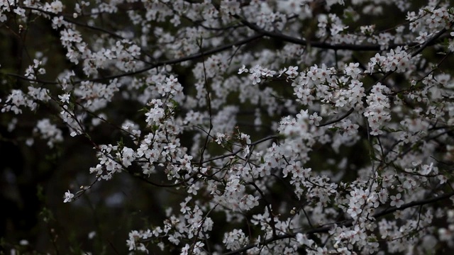 在下雨之前，大风会使一棵开花树的树枝摇摆。实时全高清视频片段。视频素材