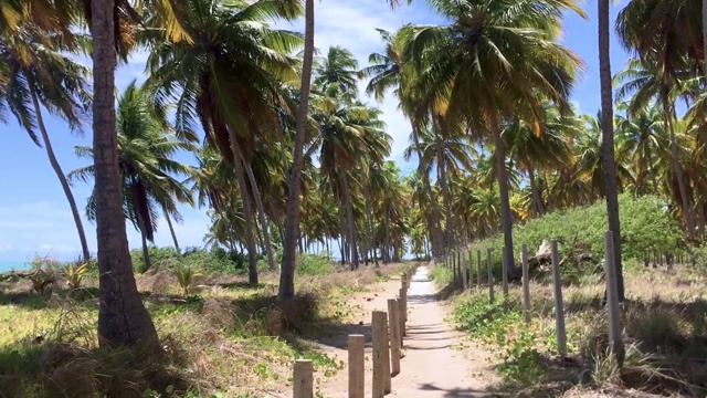 巴西阿拉戈斯圣米格尔多斯米拉格雷斯的海滩风景视频素材