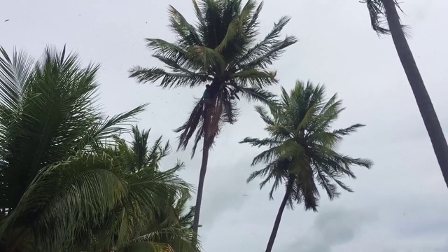 一个男人正在用镰刀修剪椰子树视频素材