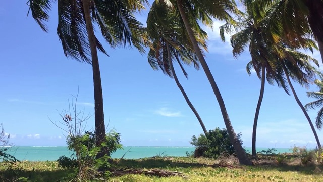 巴西阿拉戈斯圣米格尔多斯米拉格雷斯的海滩风景视频素材