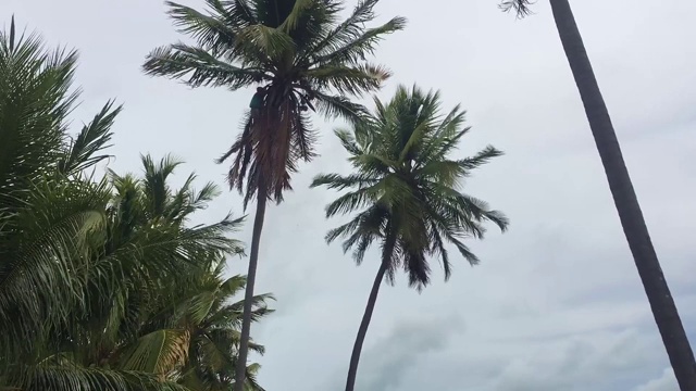 一个男人正在用镰刀修剪椰子树视频素材