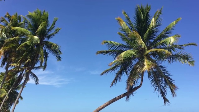 在有风的日子椰子树顶下的蓝天视频素材