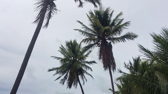 一个男人正在用镰刀修剪椰子树视频素材