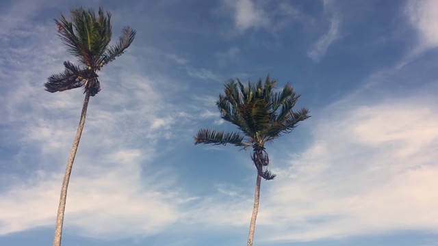 在有风的日子椰子树顶下的蓝天视频素材