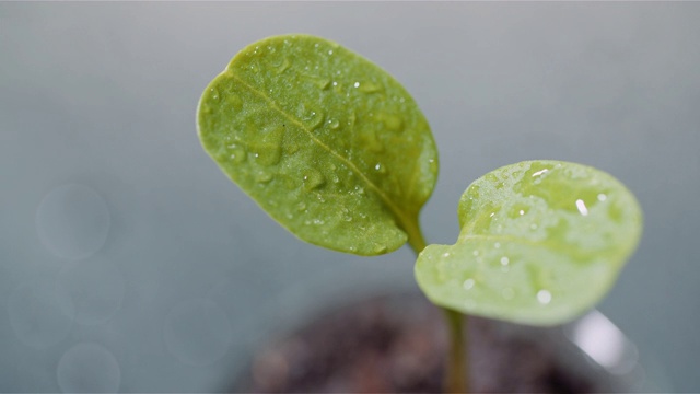 农业概念-幼苗在黑色背景上旋转视频素材