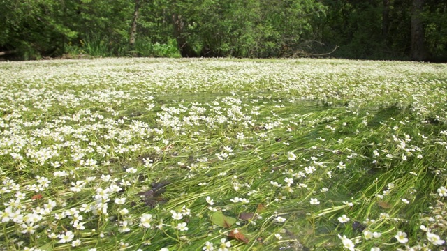 开花的水草地毯视频下载