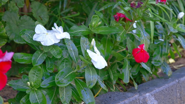 长春花(长春花)开花植物的后院花园视频素材