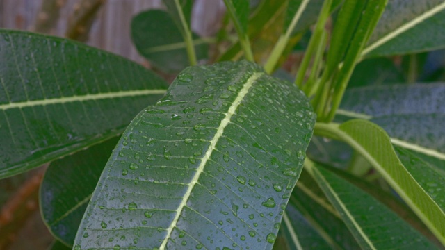 后院花园里的新鲜鸡蛋花树视频素材